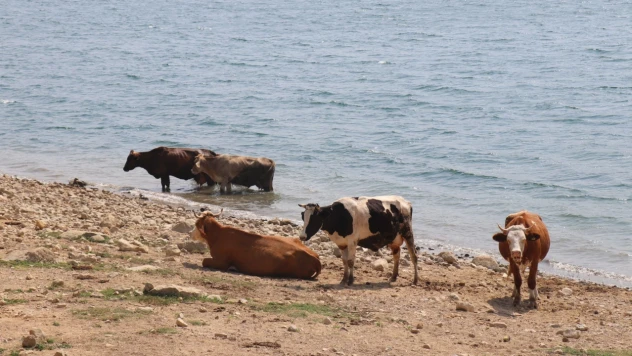 Bolu'da ineklerin serinleme keyfi