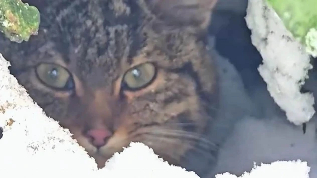 Bolu'da Karlar Arasında Yaban Kedisi Görüntülendi