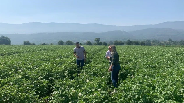 Bolu'da mildiyö alarmı