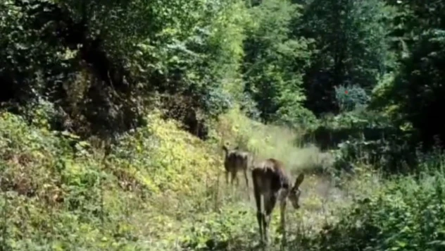 Bolu'da Nadir Görülen Kızıl Geyikler Görüntülendi
