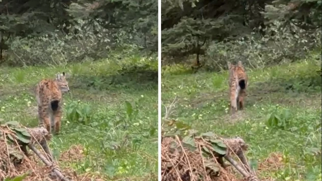 Nesli Tükenmekte Olan Vaşak Görüntülendi