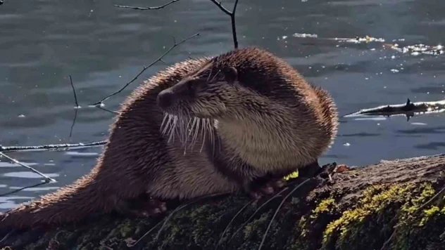 Bolu'da Nesli Tükenmekte Olan Su Samuru Görüntülendi