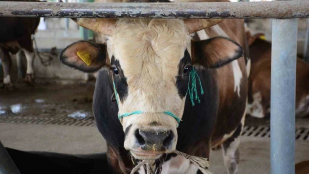 Bolu'da Şap Kısıtlamaları Kaldırıldı