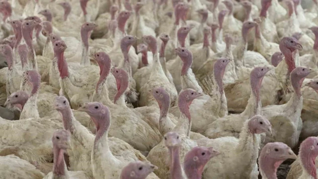 Bolu'da Üreticilere 'Kuş Gribi' Uyarısı