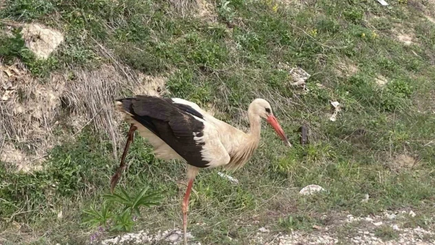 Bolu'da Yaralı Leylek Tedavi Altına Alındı