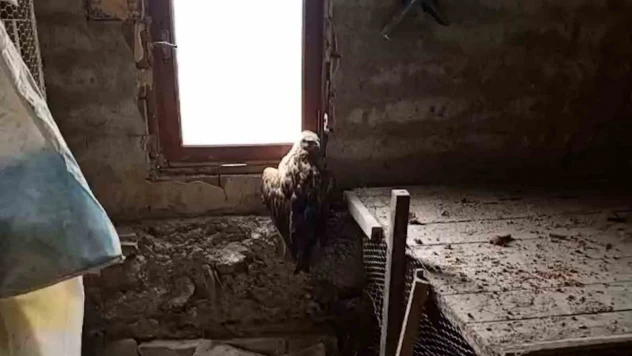 Bolu'da Yaralı Şahin Koruma Altına Alındı