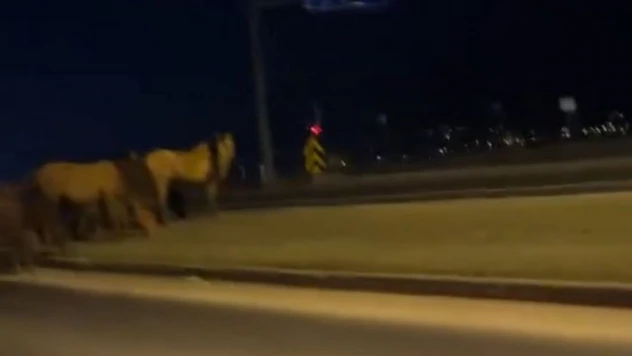 Bolu'da Yılkı Atları D-100'e İndi