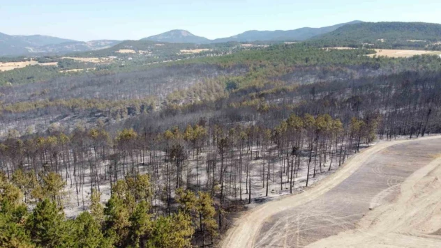 Bolu'daki Orman Yangınıyla İlgili 1 Kişi Tutuklandı