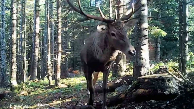 Bolu'nun Yaban Hayatı Fotokapana Yansıdı