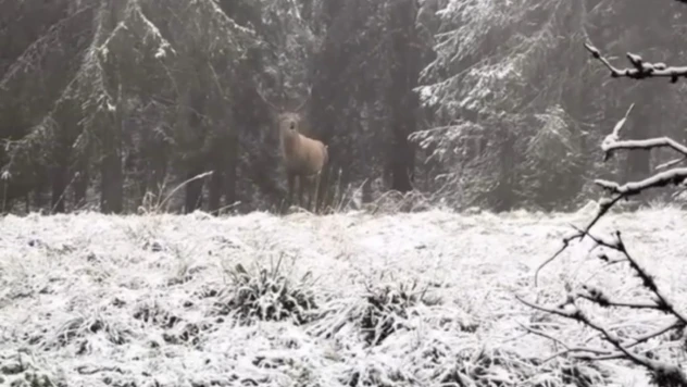 Kızılgeyik Kameraya Yansıdı
