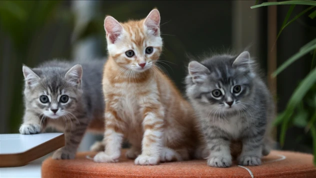 Bu 3 Burçla Harika Anlaşıyorlar!