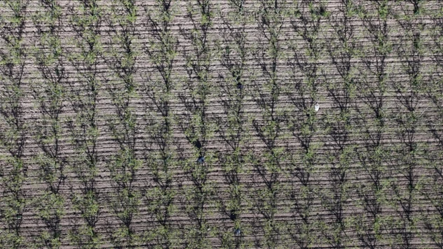 Bu Önlemler Zirai Don Hasarını Azaltmaya Yardımcı Oluyor