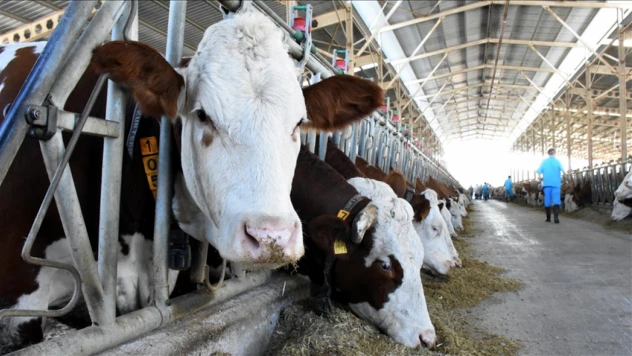 Büyükbaş Hayvan Sayısı Yüzde 4,3 Arttı