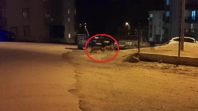 Çakallar Şehre İndi