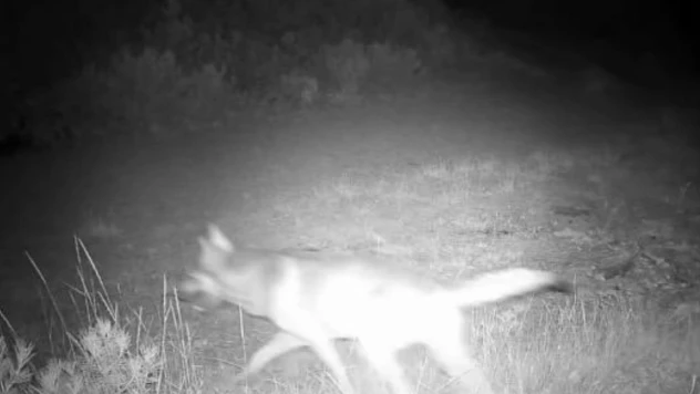 Çankırı'da Kurt Sürüsü Görüldü