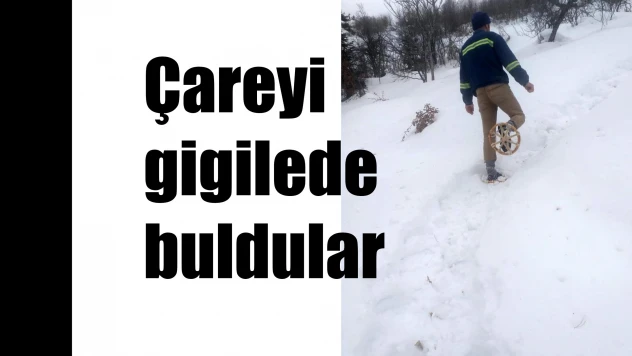Çareyi gigilede buldular