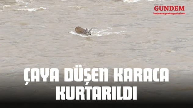 Çaya Düşen Karaca Kurtarıldı