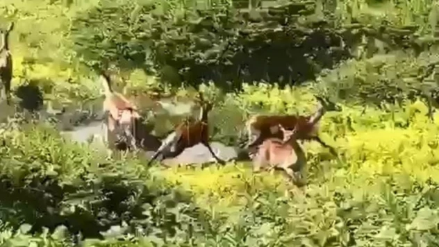 Ceylan sürüsü görüntülendi