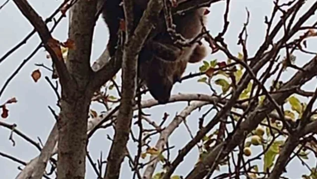 Yavru Ayı Kurtarıldı