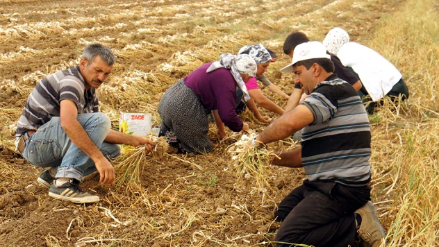 Çin sarımsağının ithal edilmesi istenmiyor