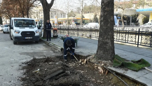 Çınar Ağaçları Bilimin Işığında Korunuyor   