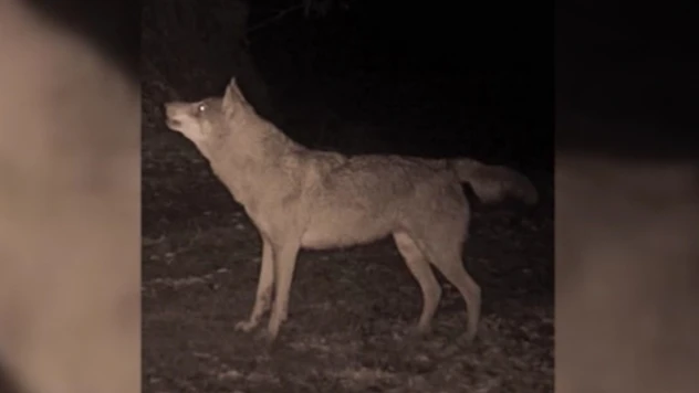 Çok Sayıda Yaban Hayvanı Görüntülendi