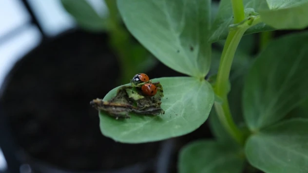 Çorum'da Yaprak Bitiyle Mücadele İçin Doğaya Uğur Böcekleri Salındı