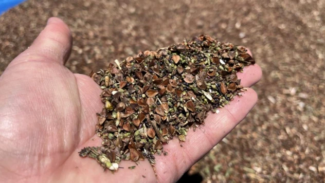 Deneme amacıyla ekildi, yüksek verim alındı