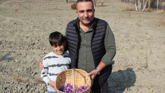 Dünyanın En Pahalı Baharatını Yetiştirdi