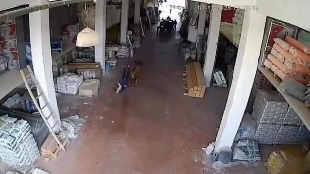 Depoya Giren İnek Çalışanlara Saldırdı