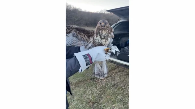 Depresif Kartal Rehabilite Edildi