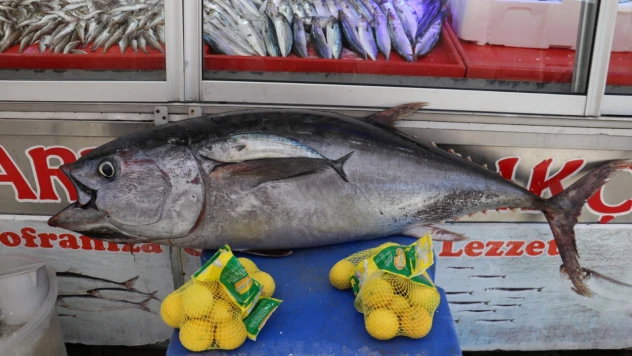 Dev orkinos, tam 50 kilogram!