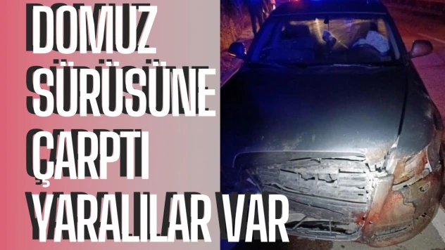 Domuz sürüsüne çarptı, domuzlar öldü, çok sayıda kişi yaralandı