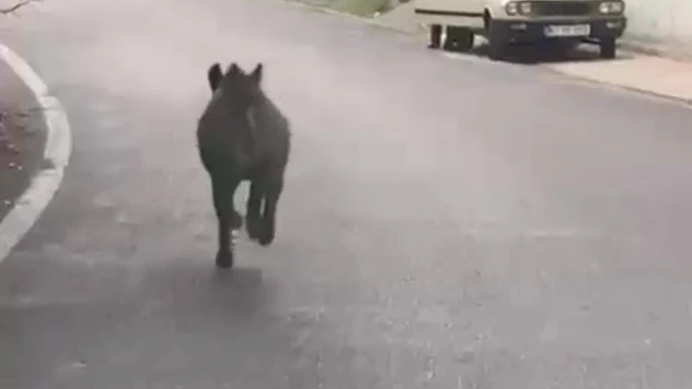 Domuz Yaşlı Adamın Üzerine Koştu