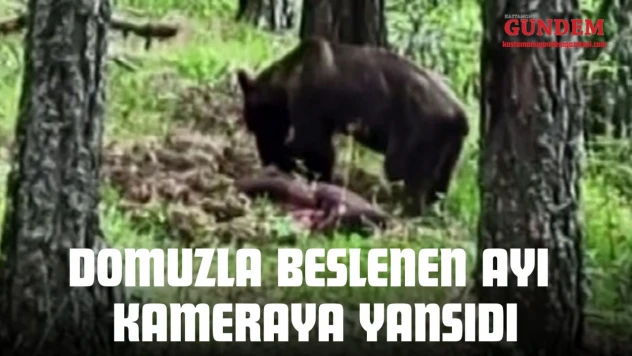 Domuzla Beslenen Ayı Kameraya Yansıdı