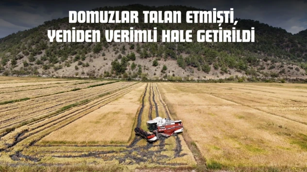 Domuzlar Talan Etmişti, Yeniden Verimli Hale Getirildi