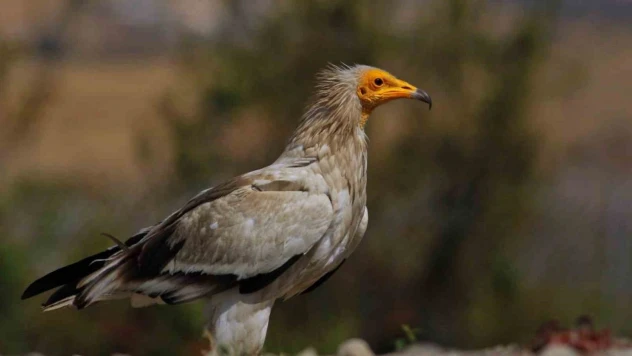 Dünyada Sadece 3 Yerde Görülen Doğa Olayı