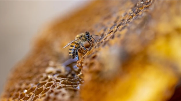 Dünyadaki Arı Irkı Ve Ekotiplerinden 7'si Türkiye'de