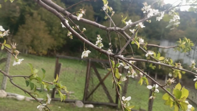 Erik Ağacı Ekim Ayında Çiçek Açtı