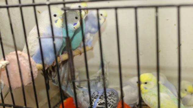 Evde Kuş Beslemenin Püf Noktaları