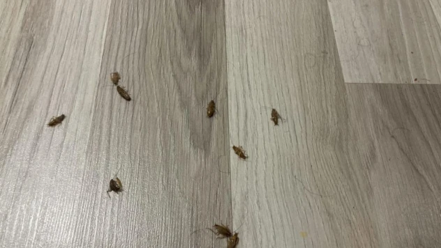 Evleri Böcekler Sardı