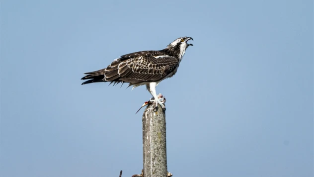 Ezine Çayı'nda Balık Kartalları Görüntülendi