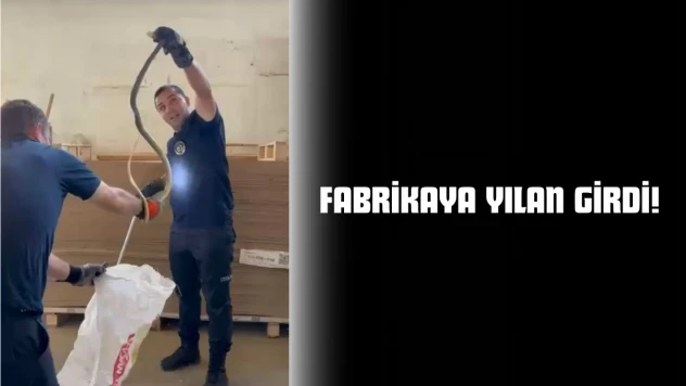 Fabrikaya Yılan Girdi!