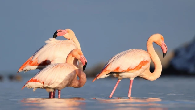 Flamingonlar Renkli Görüntüler Oluşturdu