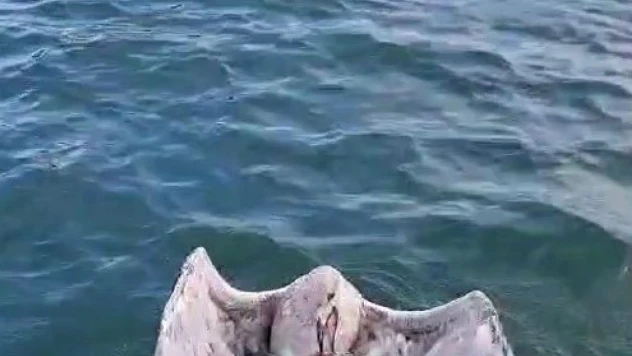 Gagasına Misina Dolanan Martıyı Yelken Kulübü Yöneticileri Kurtardı