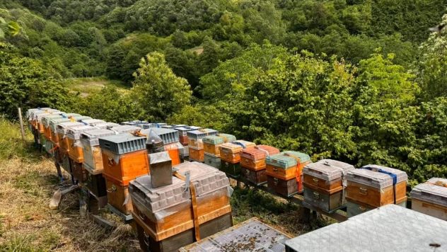 Gal Arısına Geçit Yok