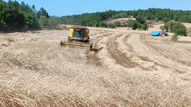 Geçmişi 12 Bin Yıl Öncesine Dayanan Siyezin Hasadı Başladı