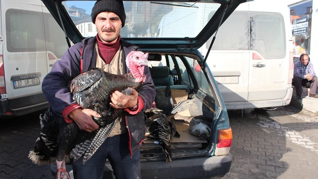 Gulu gulular satışta