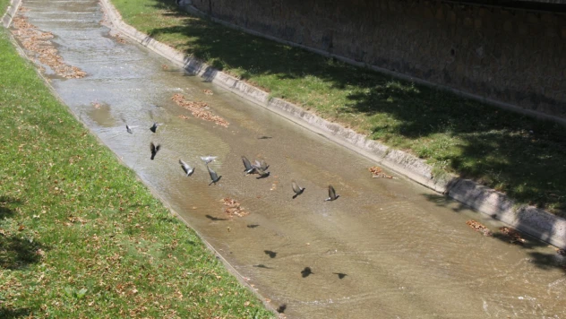 Güvercinlerden Çay Molası