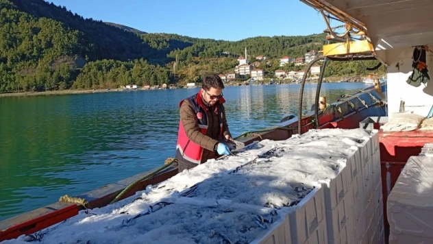 Hamsi Denetimi Devam Ediyor